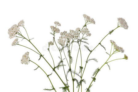 Duizendblad - Achillea millefolium - BIO 