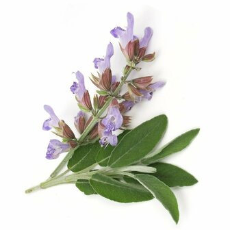 Scharlei - Salvia sclarea - 10 ml