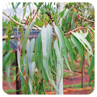 Citroeneucalyptus - Eucalyptus citriodora - 10 ml - BIO