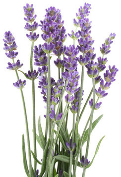 Echte Lavendel - Lavandula angustifolia 10ml