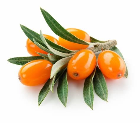 Duindoornolie - Hippophae rhamnoides - BIO  - Pranarom -30 ml 