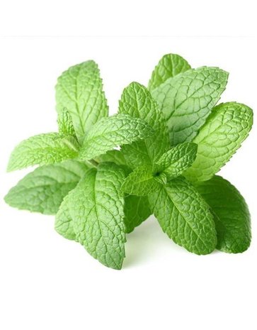 Pepermunt - Mentha piperita - BIO 