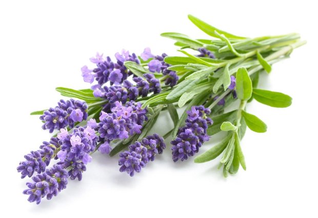 Lavendel - Lavendula angustifolia - BIO