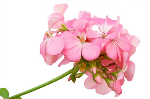 Geranium hydrolaat - Pelargonium graveolens - BIO 