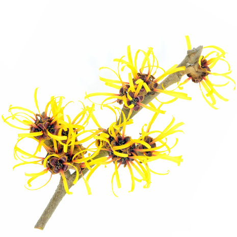 Hamamelis - Hamamelis Virginiana - BIO 