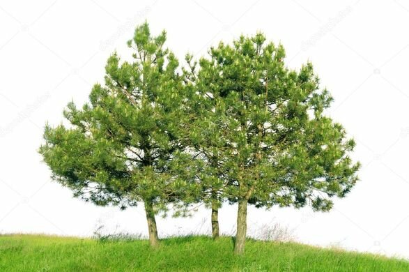 Den grove - Pinus sylvestris - BIO