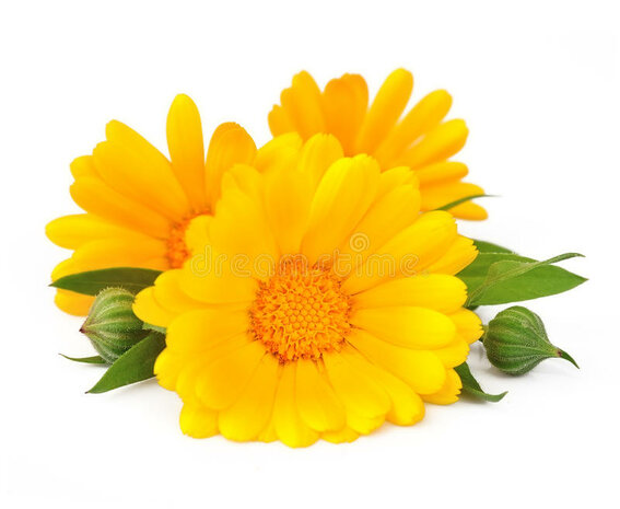 Goudsbloem - Calendula officinalis - BIO