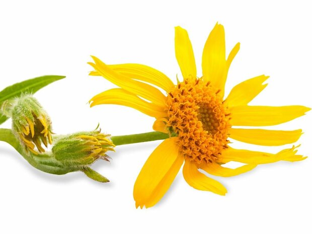 Arnica - Arnica montana BIO