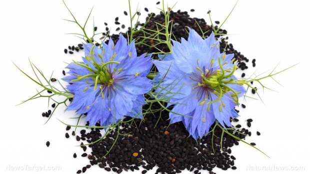 Zwarte komijn - Nigella sativa BIO