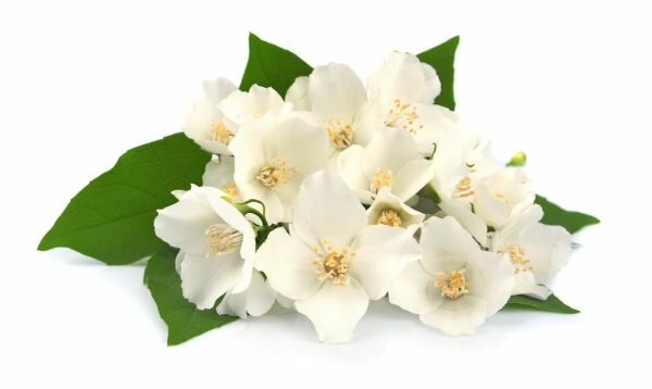 Jasmijn absolu - Jasminum officinalis - 5 ml - Floressence 