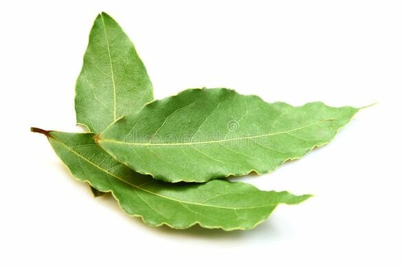 Laurier hydrolaat - laurus nobilis - BIO