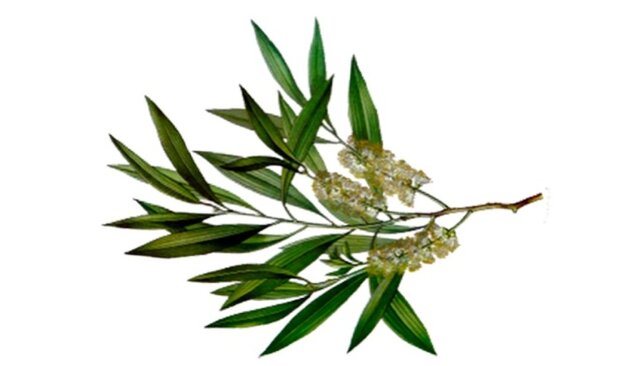 Tea tree hydrolaat - melaleuca alternifolia - BIO - OSHADI OP BESTELLING!