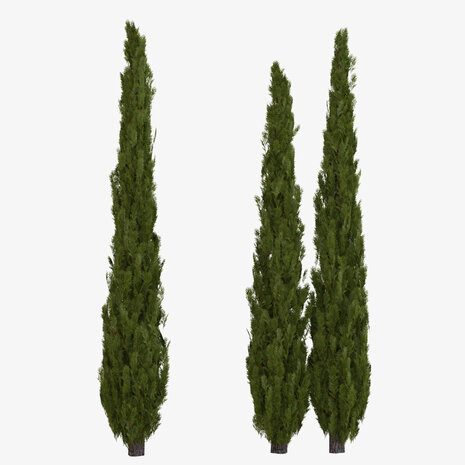 Cypres Groenblijvende - Cupressus sempervirens - 10 ml