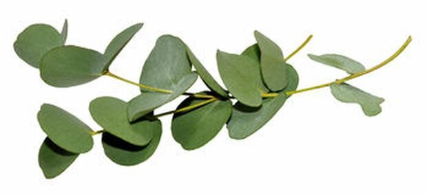 Eucalyptus Globulus - Eucalyptus globulus 10 ml