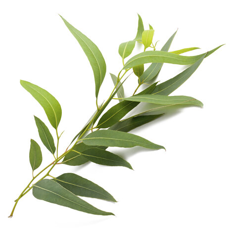 Eucalyptus Radiata - Eucalyptus radiata - 10 ml