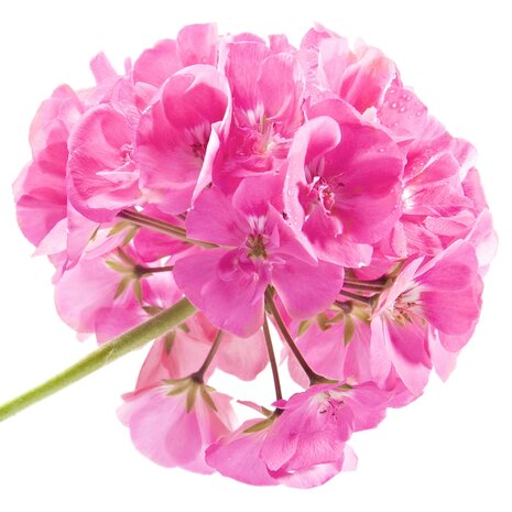 Rozengeranium rozen cv Bourbon - Pelargonium graveolens - 10 ml 