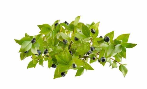 Mirte - Myrtus communis - 10 ml- thl 03/25 - na opening nog zeker 12 maanden te bewaren 
