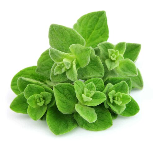 Oregano - Origanum compactum BIO - 10 ml