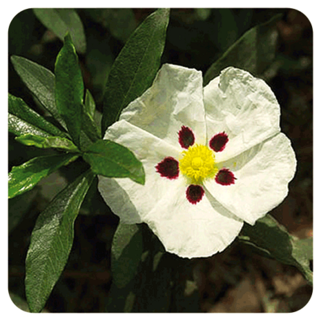 Zonneroosje - Cistus ladaniferus - 5 ml