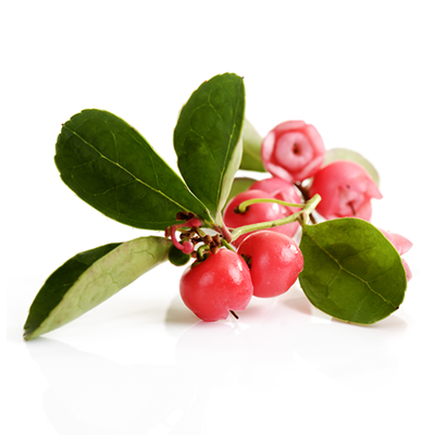 Wintergreen - Gaultheria procumbens - 10 ml 