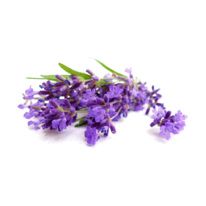 Lavandin super - Lavandula intermedia- 10 ml