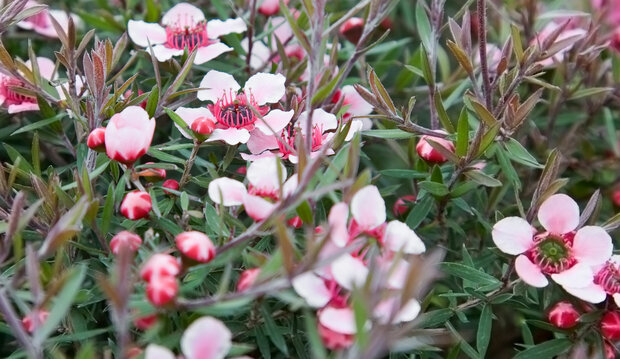 Manuka - Leptospermum scoparium - Nieuw Zeeland - Michel Van Hove - 11 ml