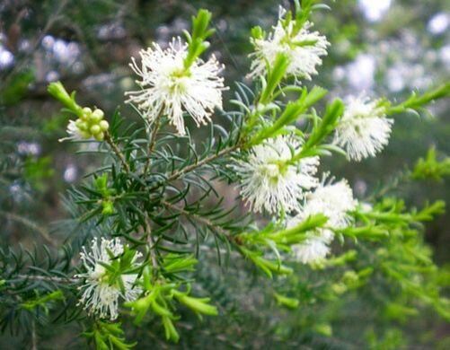Rosalina bio - Melaleuca ericifolia - 10 ml - Floressence 