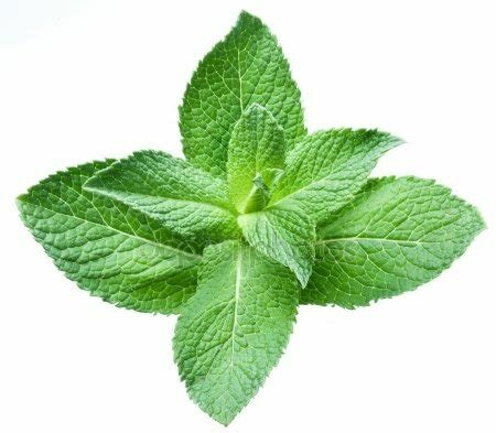 Munt groene - Mentha spicata - Pranarom - bio  - too good to go 07/23 - nog tenminste 12 maanden te gebruiken