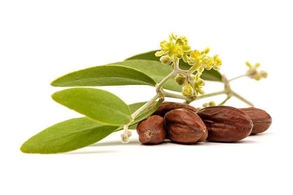 Jojoba olie - Simmondsia chinensis - BIO