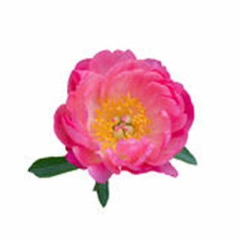 Muskusroosolie - Rosa rubiginosa - BIO