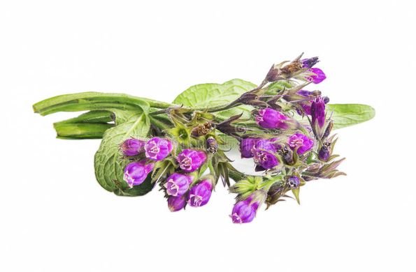 Smeerwortel - Symphytum officinalis 