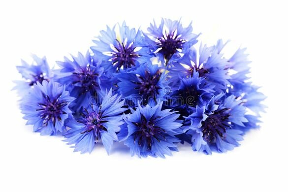 Korenbloem - Centaurea cyanys - BIO