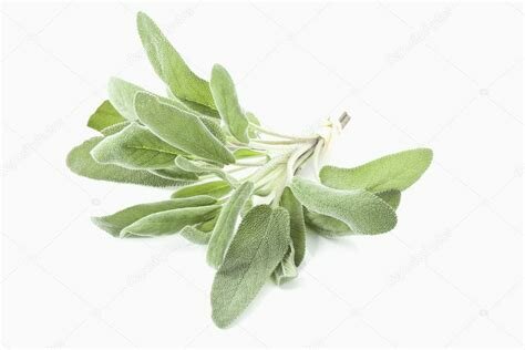 Salie - Salvia officinalis - BIO 