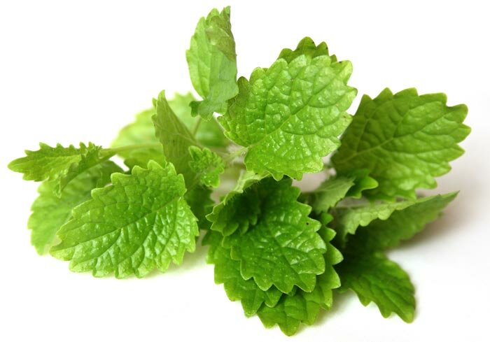 Citroenmelisse - Melissa officinalis - BIO