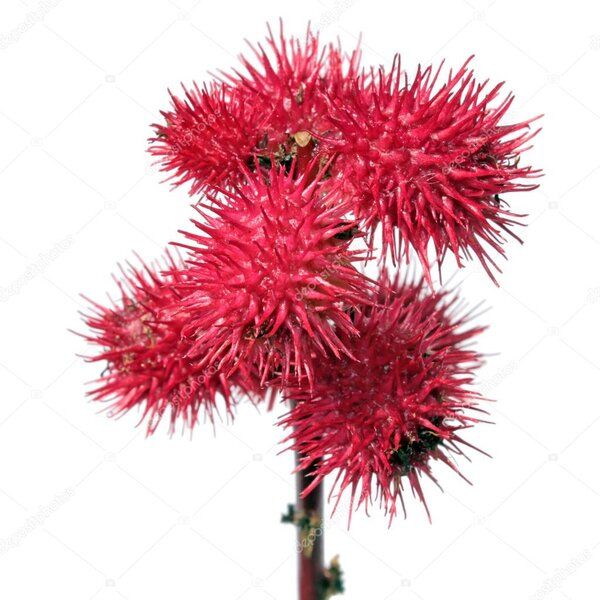 Wonderolie - Ricinus communis - bio 