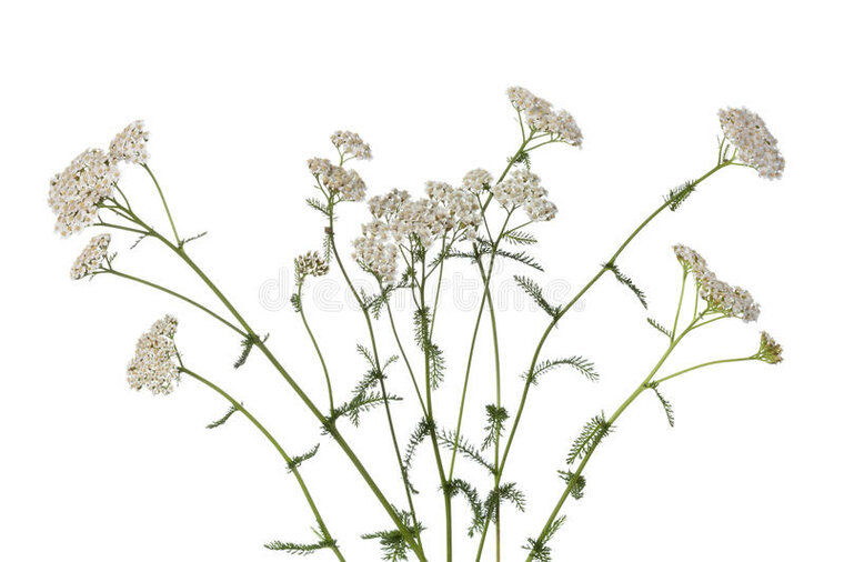 Duizendblad - Achillea millefolium - BIO 