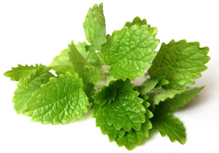 Citroenmelisse - Melissa officinalis - BIO