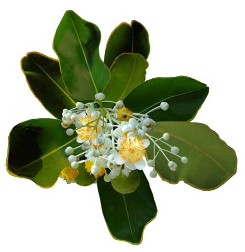 Callophyllumolie - Callophyllum inophyllum - BIO - 50 ml - Pranarom 