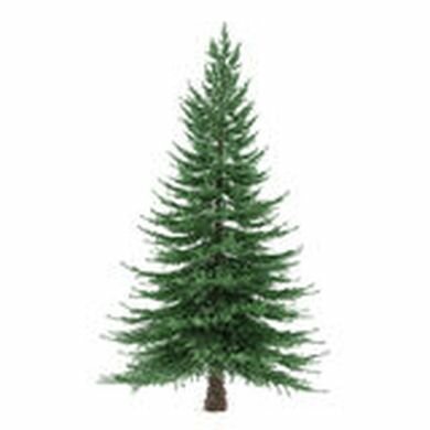 Balsemspar - Abies balsamea - 10 ml bio 