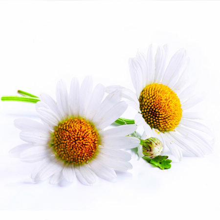 Roomse kamille - Chamaemelum nobile - 5 ml - bio 