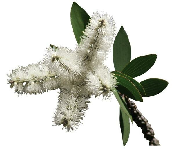 Niaouli - Melaleuca quinquenervia - 10 ml 