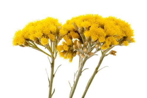 Italiaanse strobloem - Helichrysum italicum ssp - 5 ml  (05/26)