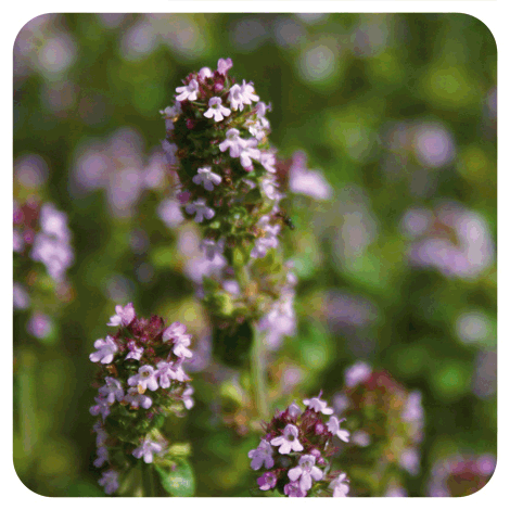 Tijm ct thymol - Thymus vulgaris ct thymol - 10 ml 