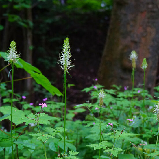 Duivelsklauw maceraat -  Harpagophytum Procumbens 