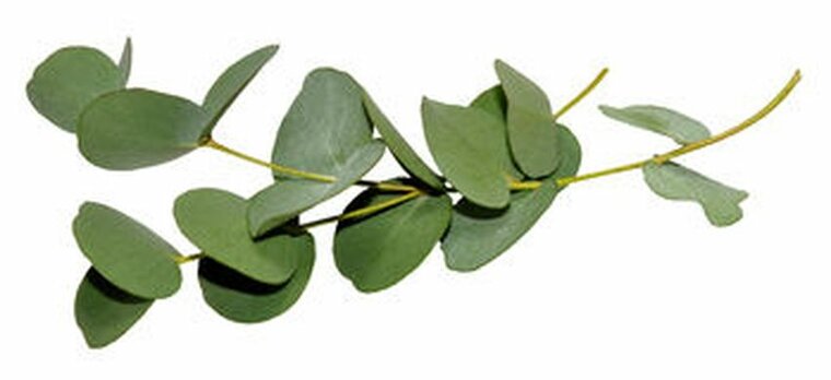 Eucalyptus Globulus - Eucalyptus globulus 10 ml 