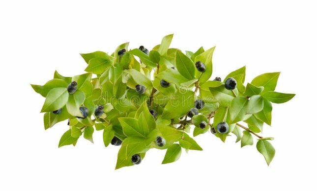 Gewone mirte - Myrtus communis - acetaalhoudend 10 ml - 10/25