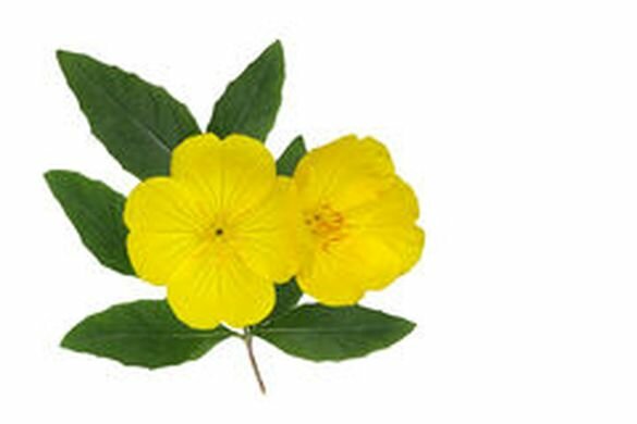 Teunisbloemolie - Oenothera biennis BIO
