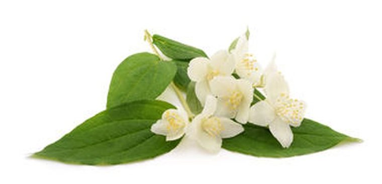 Oranjebloesem - Citrus aurantium ssp. amara - BIO 