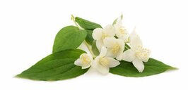 Neroli synergie - Michel Van Hove - 11 ml 